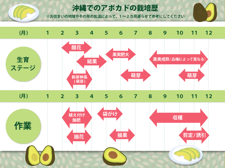 アボカドを自宅で収穫！ 短期収穫の裏技＆実をならせる育て方GardenStoryガーデンストーリー