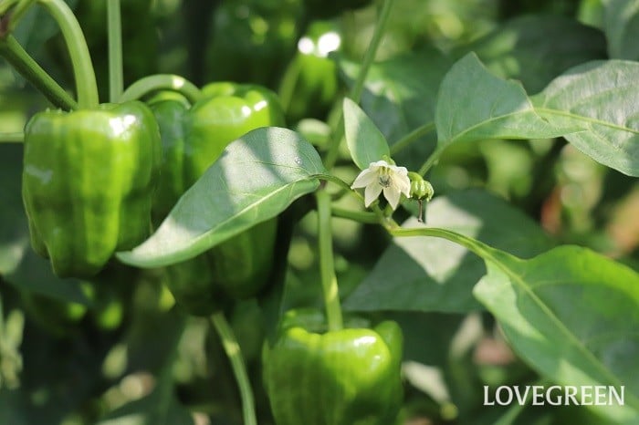 おはようございます。, ピーマンの花言葉は, 海の利益らしい。, 未熟で収穫される ピーマン, 熟すと赤くなり、それが珊瑚に似ているんだとか。,ちょっと遠回しだね。, でも金曜日だし、とりあえず、,ハッピーマン,happyman ,佐野元春 , ピーマンの歌じゃないとおもう。,アオイヤマダンス,stayhomedance,野菜ダンス
