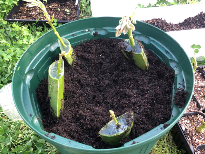 失敗 アボカド初挑戦 挿し木から そだレポ 栽培レポート byしんらいわかめみんなの趣味の園芸