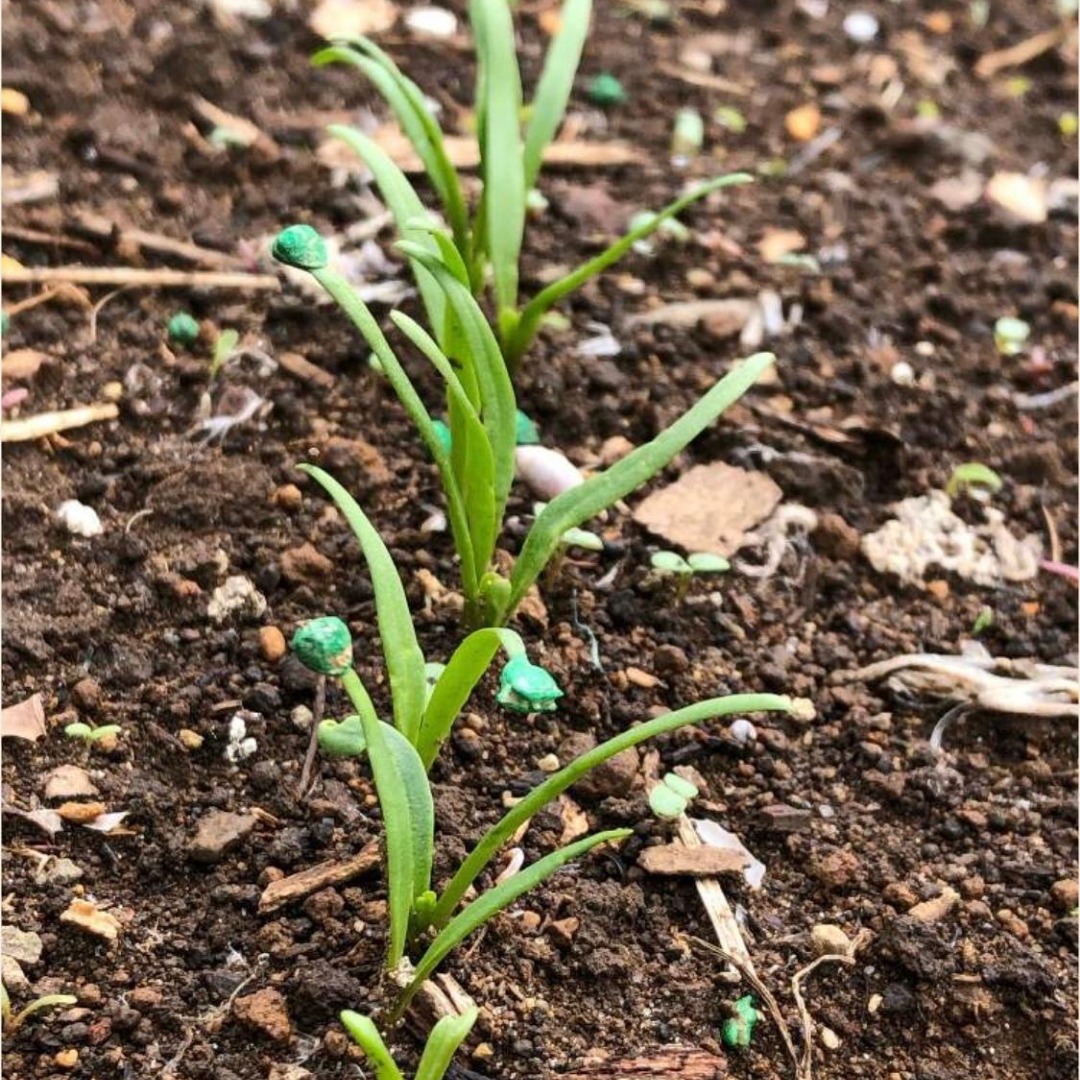 ちぢみほうれん草朝霧株式会社ウタネ