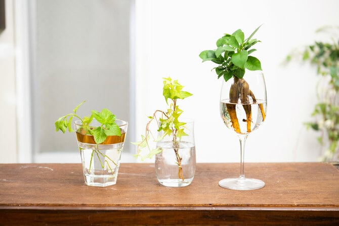 ガジュマル 榕樹- 庭木図鑑 植木ペディア