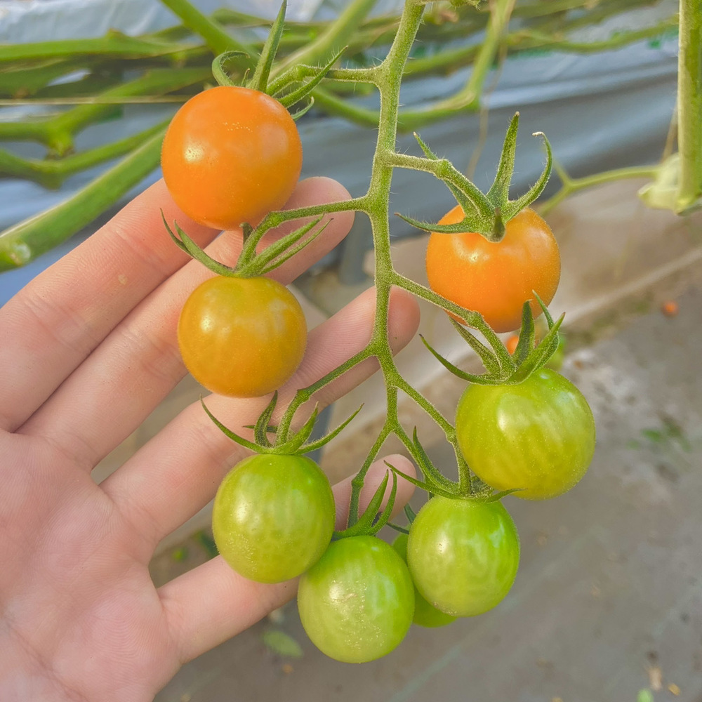 黄金の果実 熊本県産 トマト・ゼリー業務仕入・見積なら食品卸売の生鮮卸売市場