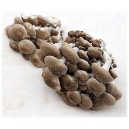 本しめじ」と「ぶなしめじ」、「ブナピー」の違いとは？これってどう違うの