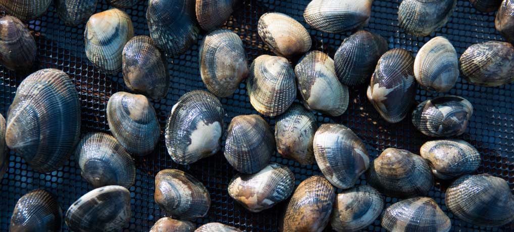 失敗しない！あさりの砂抜き・塩抜きの簡単なやり方、時短方法も併せてご紹介長谷工グループ「ブランシエラクラブ」