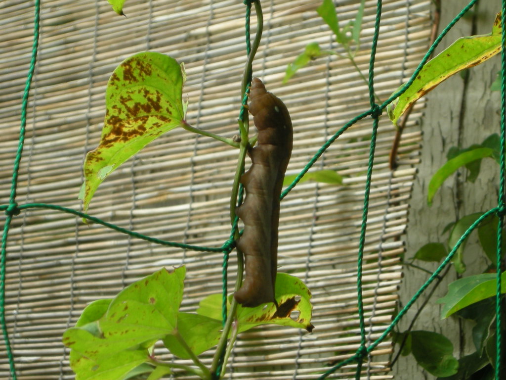 オニドコロとヤマノイモ、毒と食用を見分けるポイント - あいかわ公園自然観察ガイド