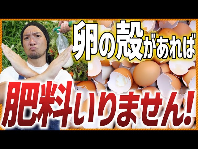 簡単DIY！タマゴの殻で簡単ポット作り！多肉や花にも◎🍀GreenSnap グリーンスナップ
