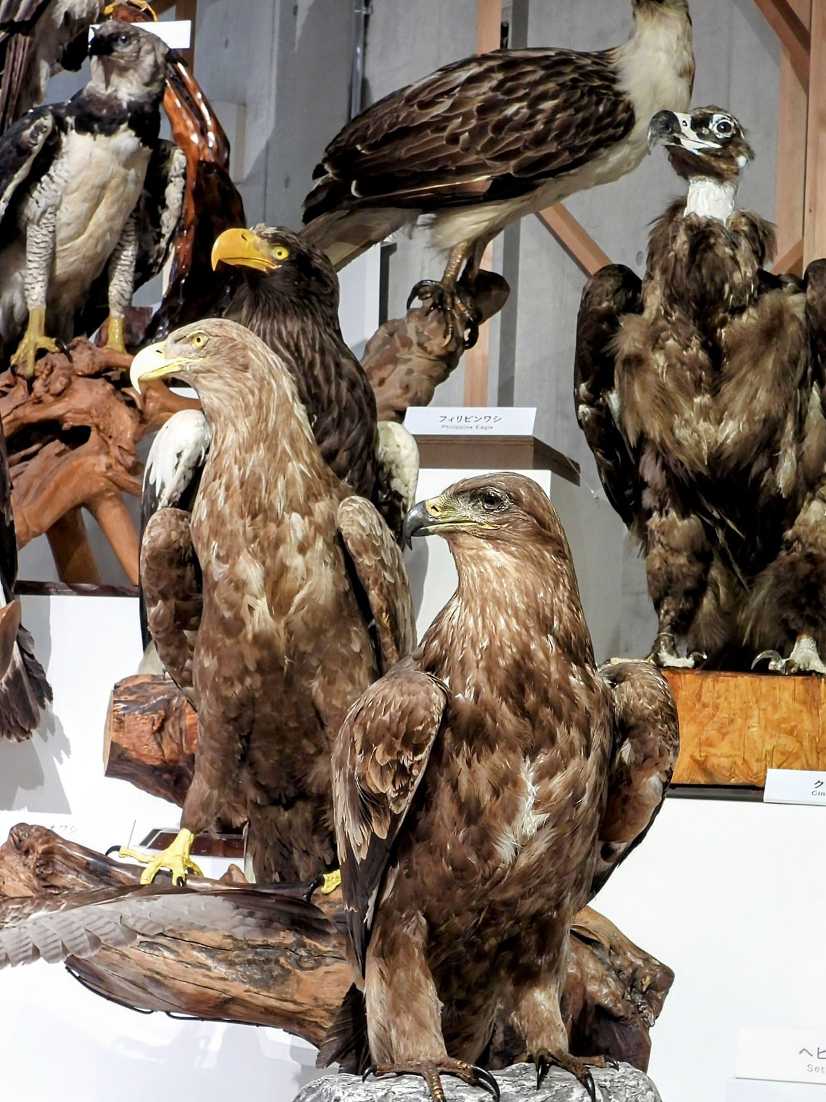 フィリピンの食事は美味しい？オススメの食べ物も紹介フィリピン留学ナビ