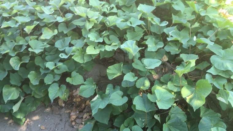 つるぼけか？ - おいしい野菜をつくろう