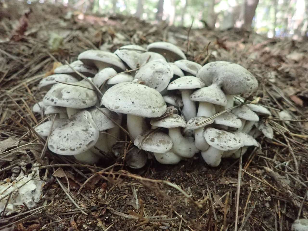 本しめじとぶなしめじの違いってわかりますか？解説してみました！たべコラ