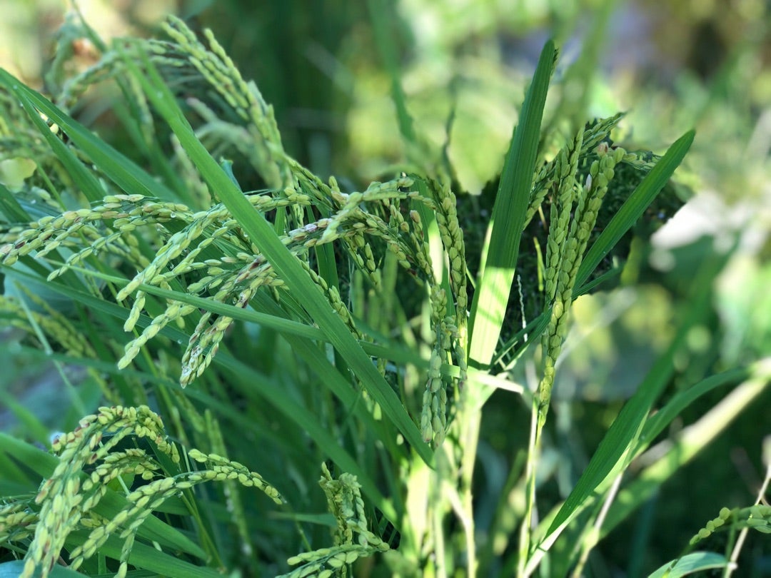 田んぼからの便り 5kg×2袋 10kg 複数原料米
