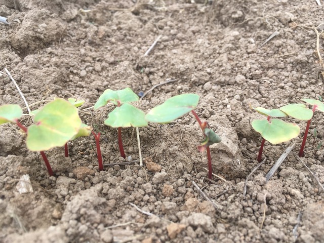 そばの芽の写真素材14758738- PIXTA