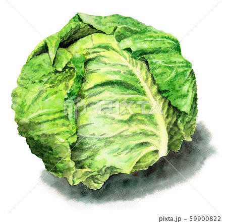 キャベツの無料写真素材 フリ