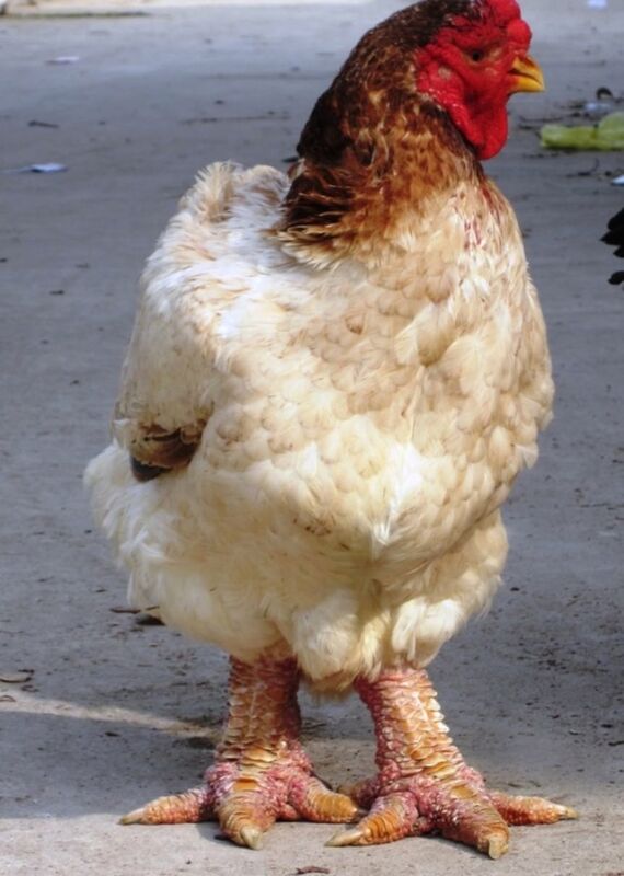 🔥 ドンタオ鶏、別名「ドラゴンチキン」は、巨大な足を持つベトナムの鶏種だよ。 : r NatureIsFuckingLit