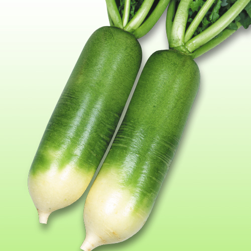 病害虫・生理障害情報 野菜栽培での病気 害虫 生理障害情報タキイの野菜タキイ種苗