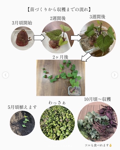 栄養が豊富な、さつまいもの芋づるを美味しく食べよう！ - Kuwatoteキッチン