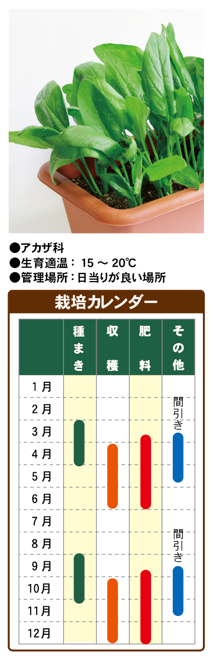 のらぼう菜 種 約30g以上 無農薬 家庭栽培 家庭菜園 野菜 匿名発送 32 - メルカリ