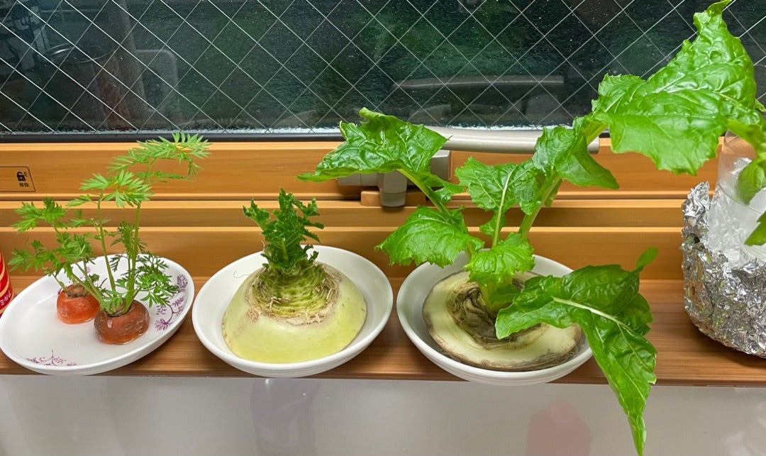 リボベジ 野菜の切れ端を再生させる！〜ニンジン編 - ハニコログ