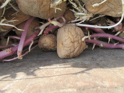芽が出たジャガイモ、捨てた方がいい？ 農水省の情報に「そうだったのか」 – grapeグレイプ