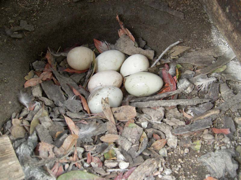 池波正太郎も舌鼓！赤穂浪士が討ち入り前に食べた「玉子かけご飯」を再現サライ.jp小学館の雑誌『サライ』公式サイト