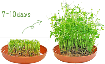 豆苗を再生する方法と何回収穫できるか？具体的なコツとレシピを徹底解説！毎日かんたん○ごはん♪