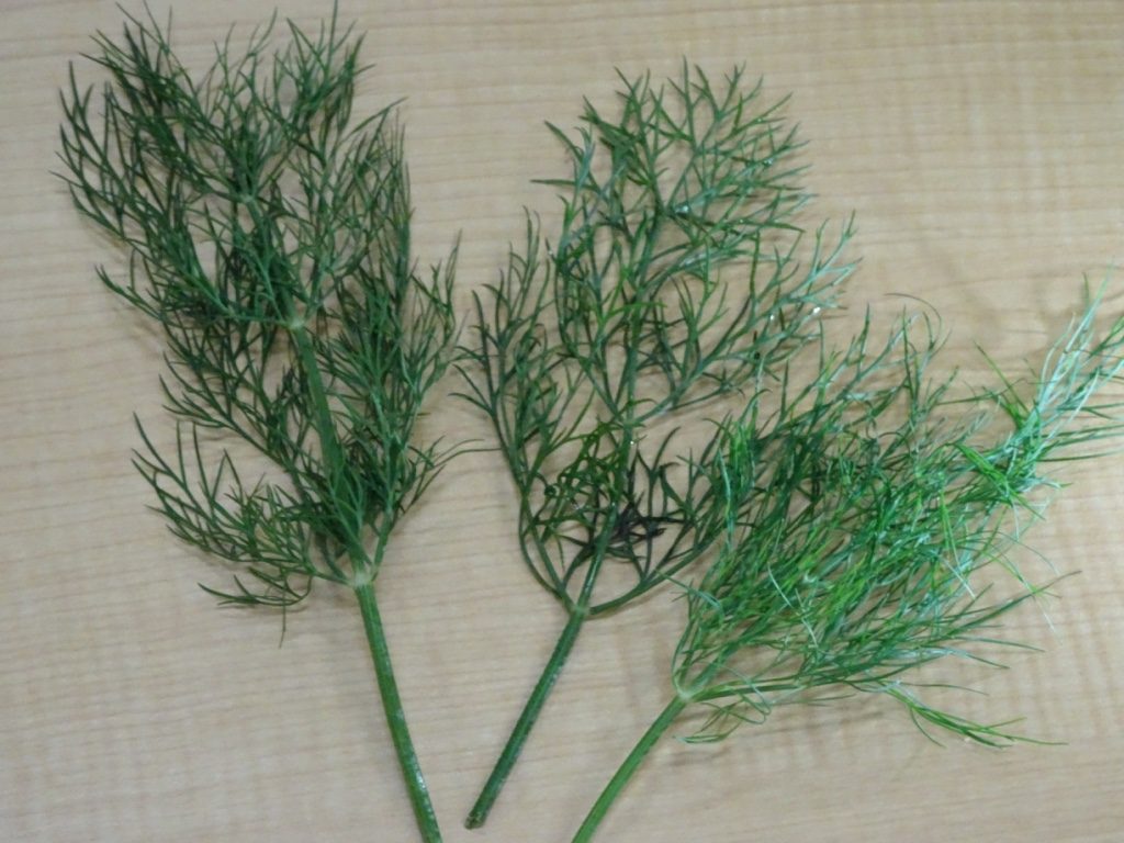 スイーツの装飾に最適な17種の代わりの葉物 ミントに代わる素敵な選択肢をご紹介グルメバ