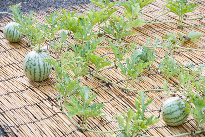 美味しく育てる、肥料やりの秘訣！花ごころメディア花ごころ