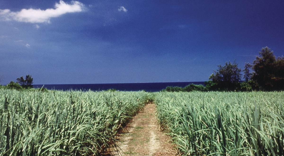 黒穂病に強く株出多収な「NiTn19」 さとうきび農林19号プレスリリース・広報