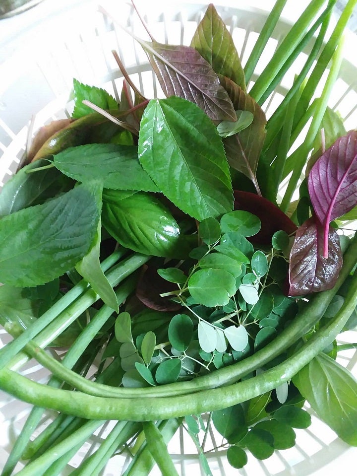 目利きが語る：夏の「モロヘイヤ」 : SHUN GATE : 日本の食文化を紹介