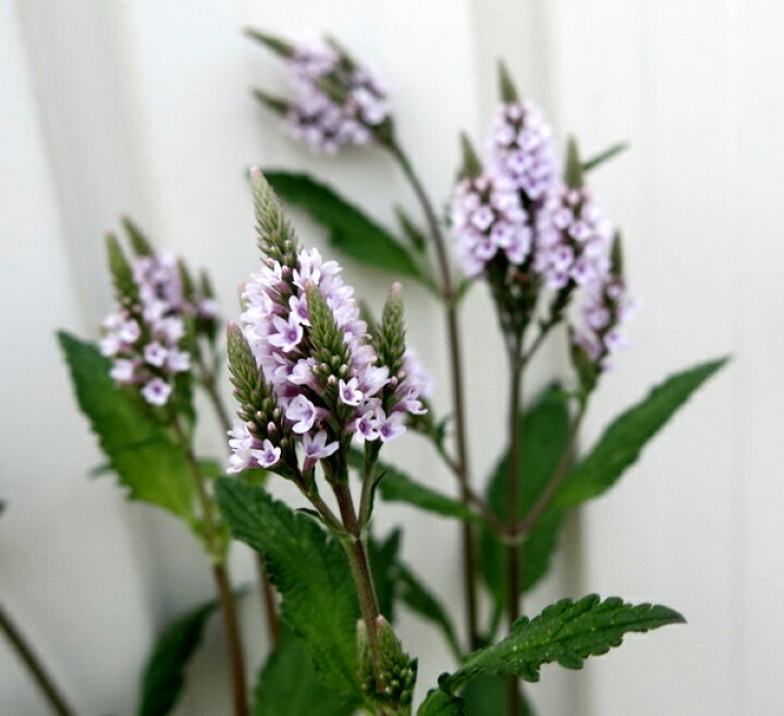 バーベナ ハスタータ・自宅 - nokoの花図鑑