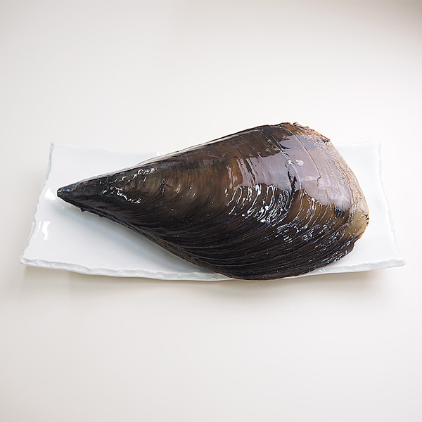 生 平貝 タイラガイ タイラギ 800-1000g 1個 愛知県 他 豊洲直送 高級貝類 平貝1個冷蔵okawari -豊洲直送の高級海産物をお届け