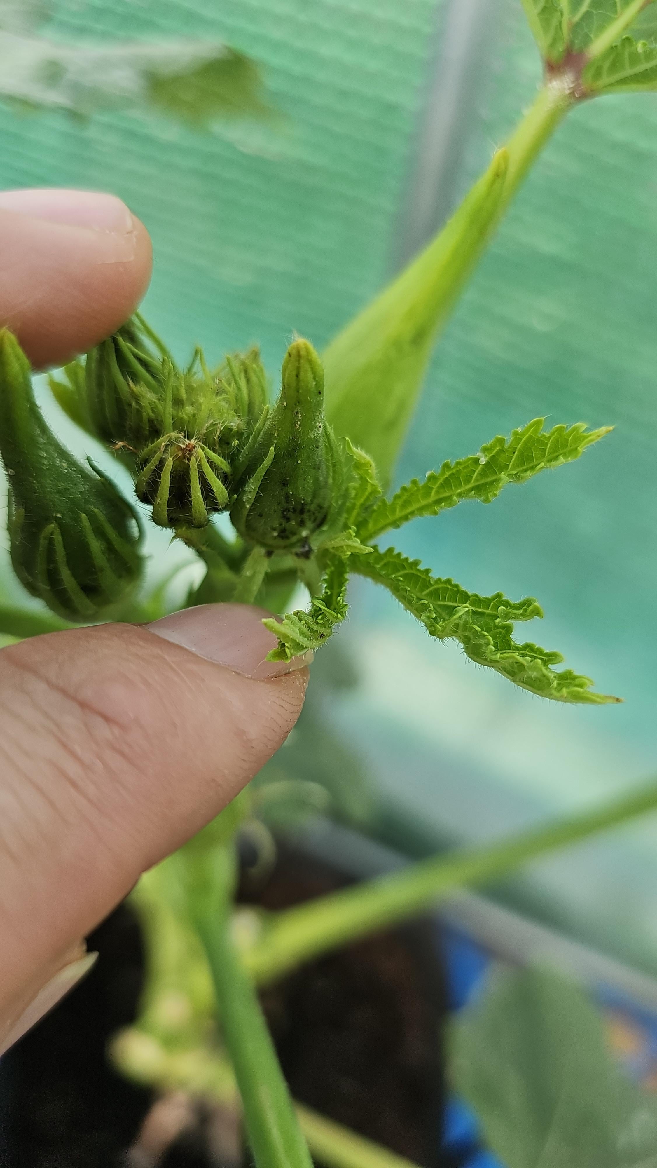 オクラの黒い部分・斑点は虫？食べられる？腐敗度や鮮度の見分け方を紹介！ ちそう