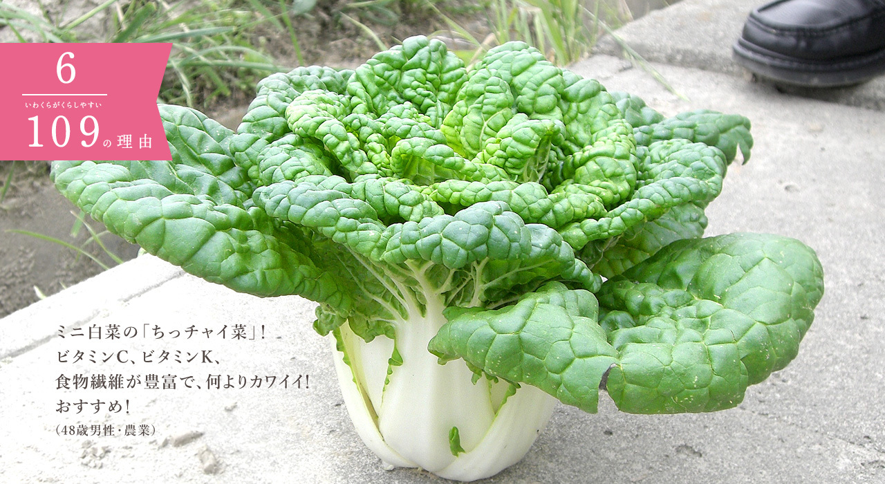 有機ミニ白菜の漬物白菜の塩漬け –Organic Recipeオーガニックレシピ