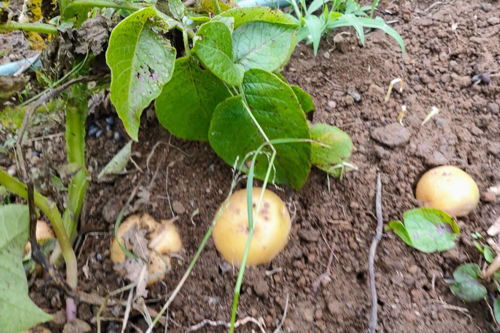タキイのジャガイモ栽培マニュアル野菜栽培マニュアル調べるタキイ種苗株式会社