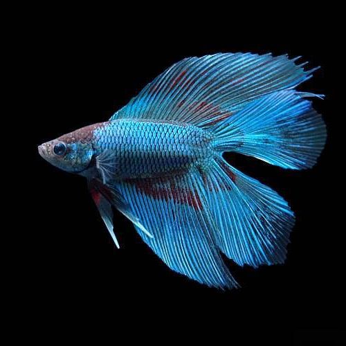 目が大きくてヒレが綺麗な金魚の写真素材94599379- PIXTA