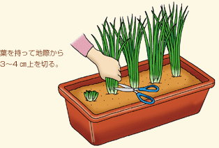 有機栽培わけぎ 分葱100gシーズン外商品