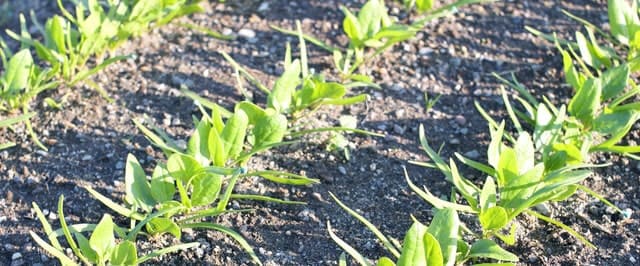 🌱とう立ちしたほうれん草、これって食べられるの？—— 放置気味プランター栽培からの観察＆チャレンジ記おーいおいどん
