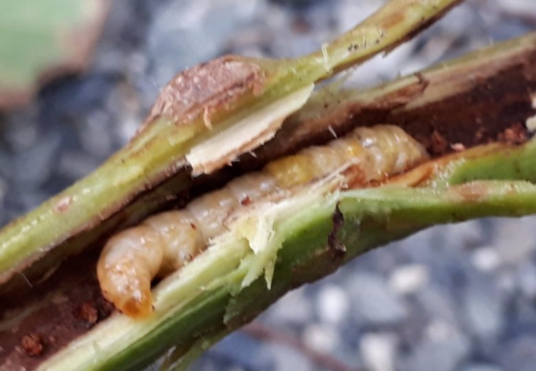 農薬部ブログ ： ぶどうの葉に虫を発見！ - 株式会社アセラ 農薬部