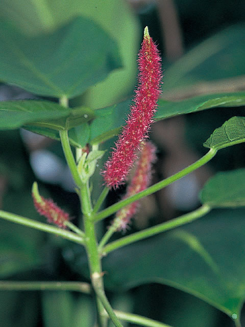 植物の育て方レシピ