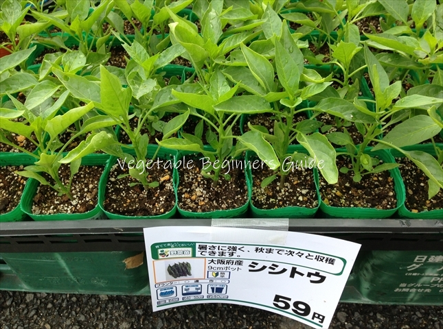 千葉県旭地区で人気☆の野菜「ししとう」苗 4 1㈭～販売スタートです！！ - 小松屋種苗新町店 千葉県旭市 野菜タネ 種子 苗木 農業資材家庭菜園に最適な種苗