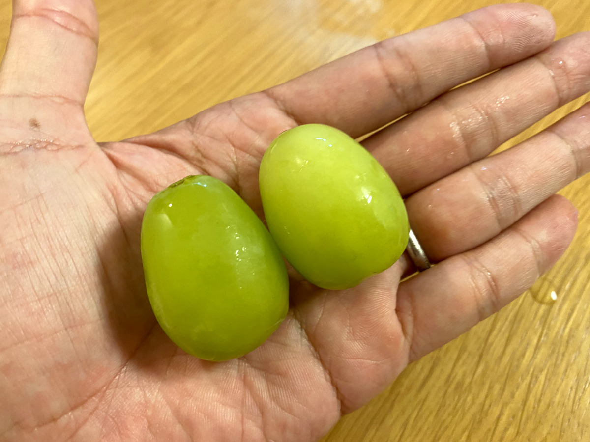 シャインマスカットを食べ比べ！ 「低樹齢と高樹齢」「冷蔵と常温」味の違いは？やまふじぶどう園富山市婦中町