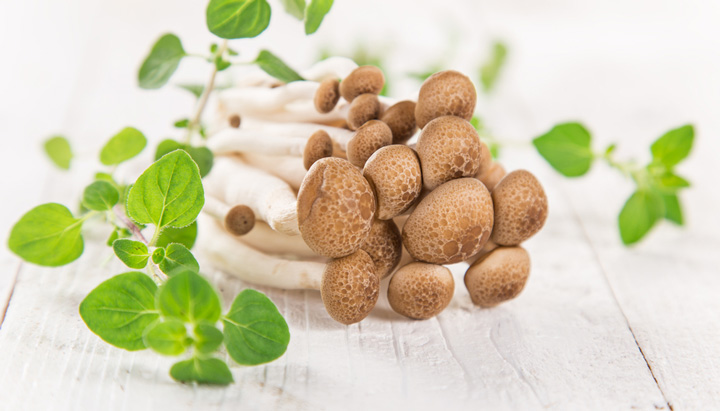 橅湿地 ブナシメジ とは？ 意味や使い方 - コトバンク