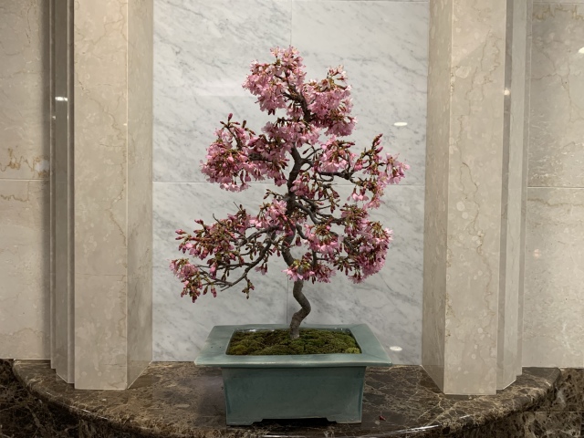 まめ盆栽MAMEBONSAI - 仙台市