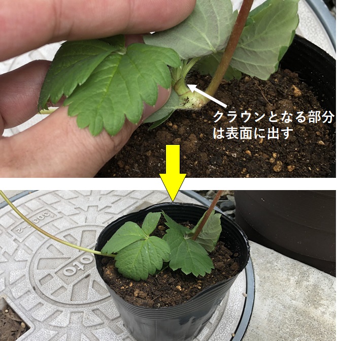 イチゴ苗の増やし方ランナーから新しい子苗を作る方法家庭菜園インフォパーク