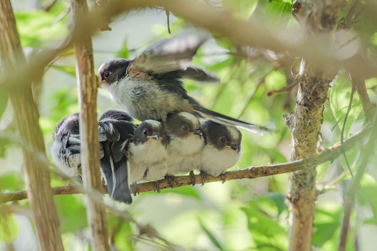 エナガ団子見ることが出来ました - 鳥撮り野鳥