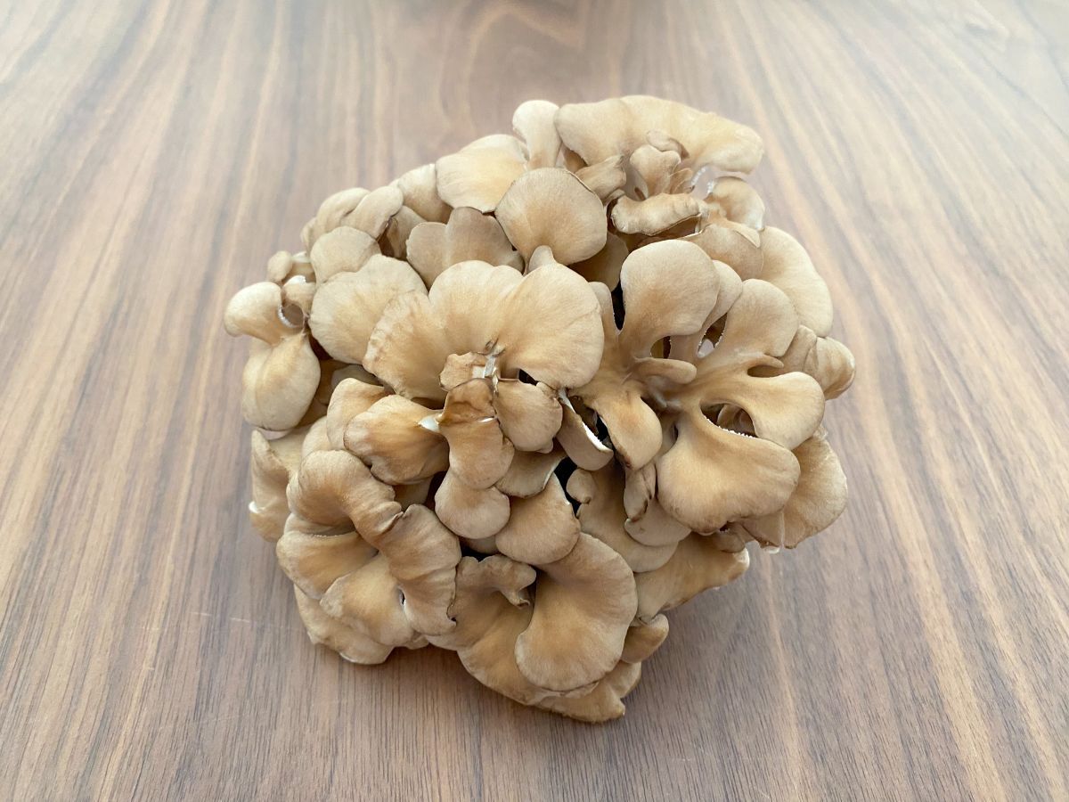 まいたけの下ごしらえ - きのこの下ごしらえ 料理の基礎レシピサイトNadia