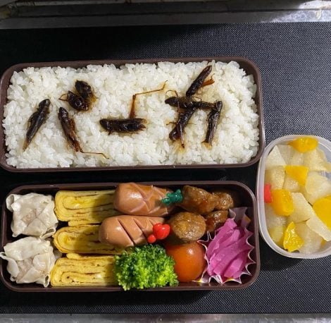 The Japanese wives´ revenge Bento after the fight -Shikaeshi Bento