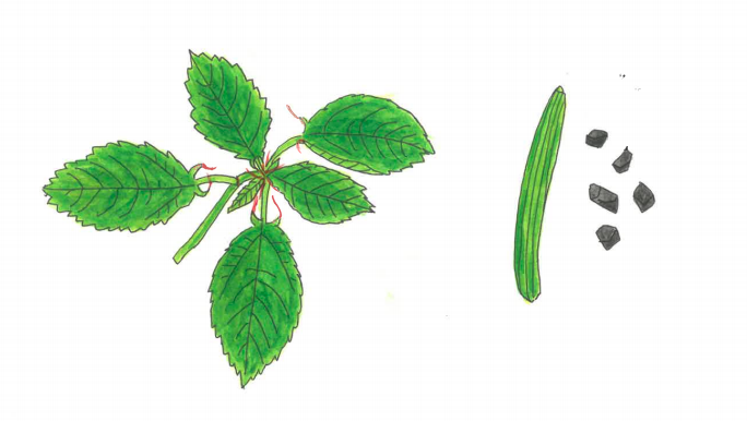 最新の解析方法、メタボローム解析でモロヘイヤの成分を調査モロラボ・レポートモロヘイヤ効果研究所 モロラボ