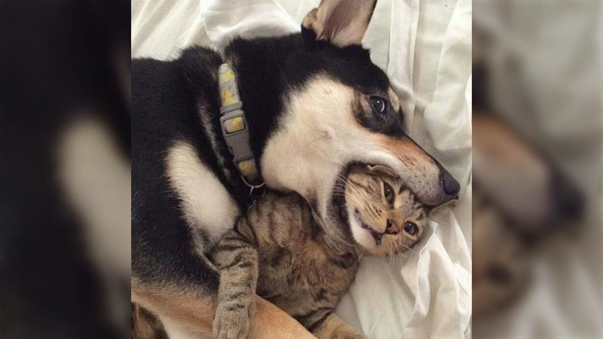 gives、「食べちゃいたいくらい可愛い君へ」を配信開始THE MAGAZINE