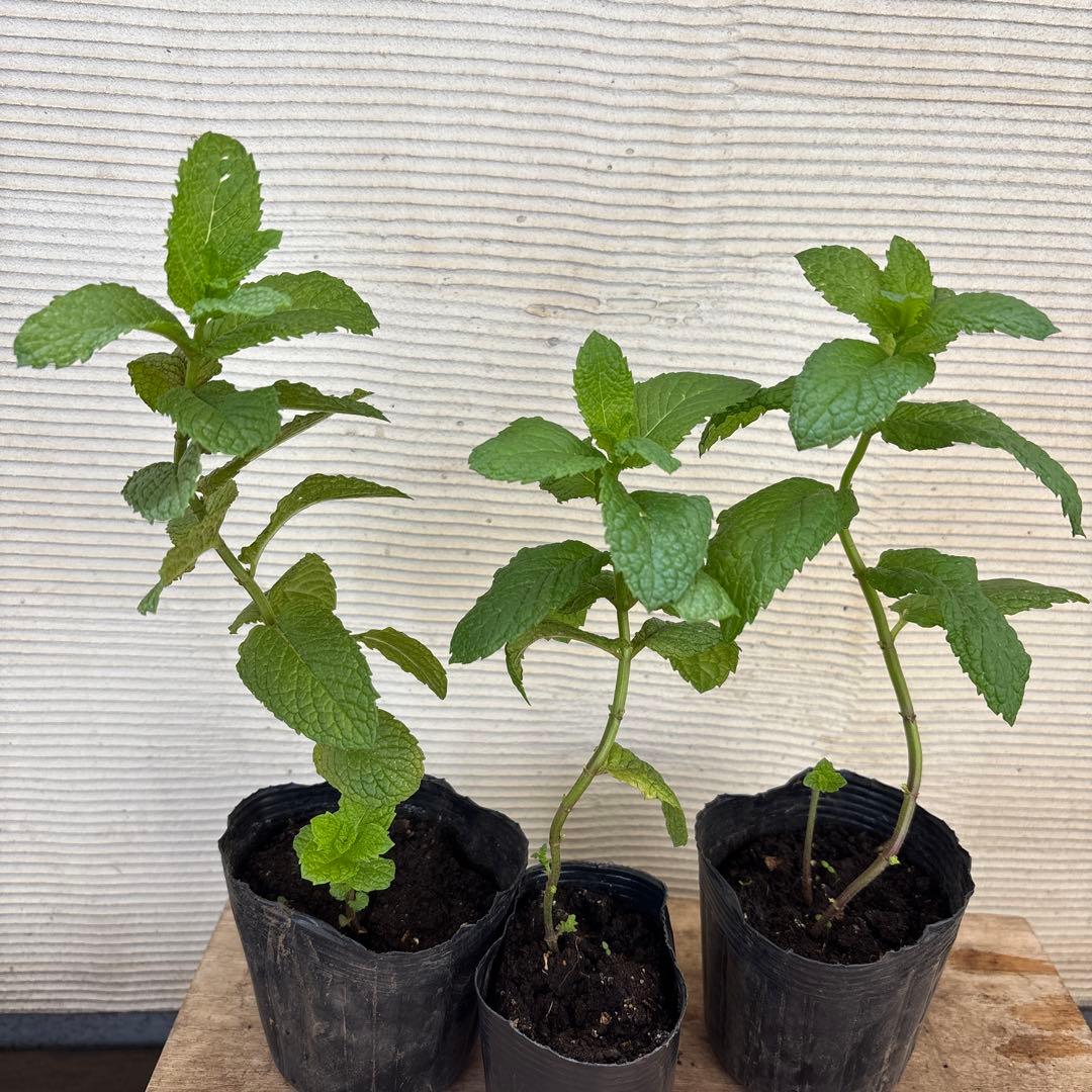 チャービル セルフィーユ とは？育て方や使い方を解説美食家のパセリおにわにわ