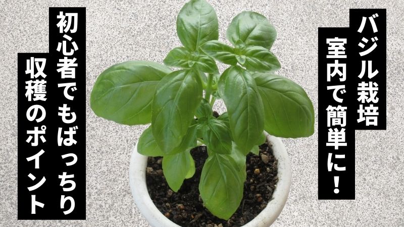 初心者向け！バジルの育て方とお手入れのコツ失敗しないポイント – 自然暮らし